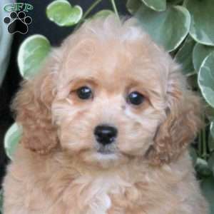 Vera, Bich-Poo Puppy