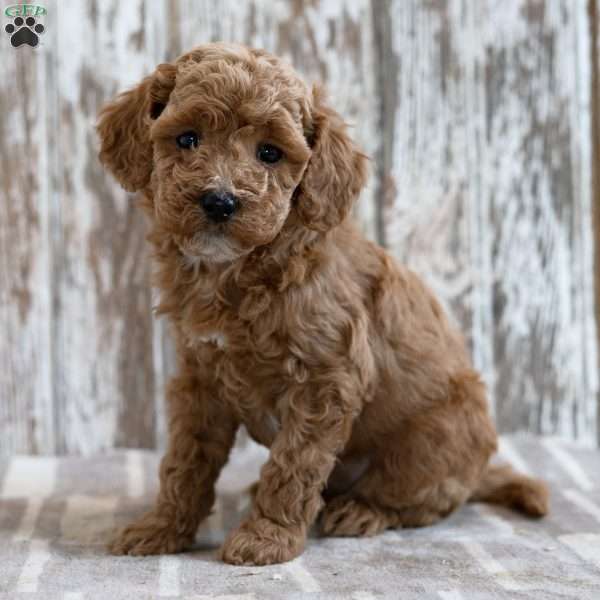 Vergil, Mini Labradoodle Puppy