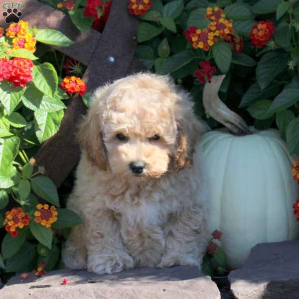 Vesper, Bich-Poo Puppy