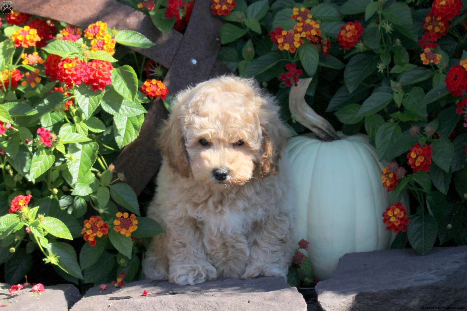 Vesper (Bich-Poo, Male) in Ephrata, PA