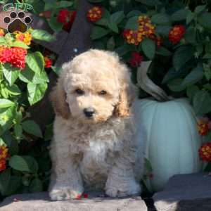 Vesper, Bich-Poo Puppy