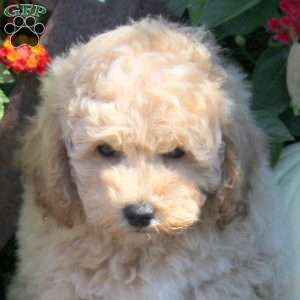 Vesper, Bich-Poo Puppy