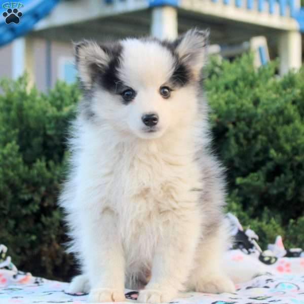 Victor, Pomsky Puppy