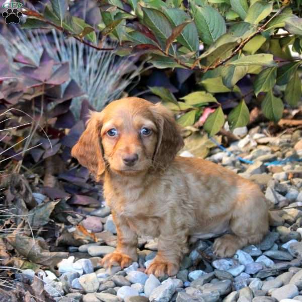 Victor, Dachshund Puppy