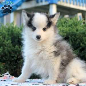 Victor, Pomsky Puppy