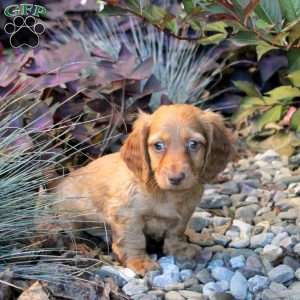 Victor, Dachshund Puppy