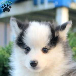Victor, Pomsky Puppy