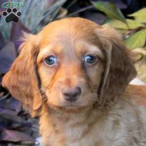 Victor, Dachshund Puppy