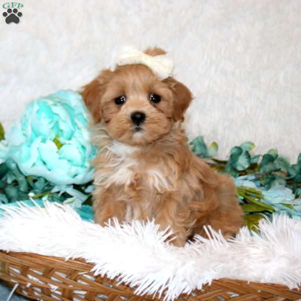 Victoria, Maltipoo Puppy