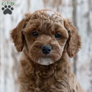 Victorio, Mini Labradoodle Puppy