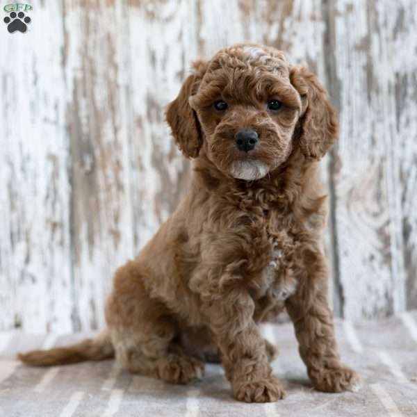 Victorio, Mini Labradoodle Puppy