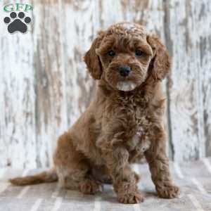 Victorio, Mini Labradoodle Puppy