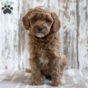 Victorio, Mini Labradoodle Puppy