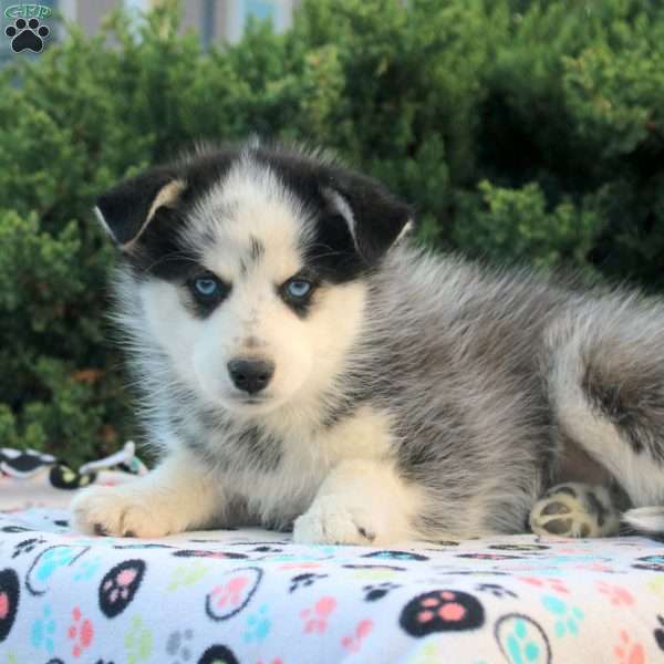 Vince, Pomsky Puppy