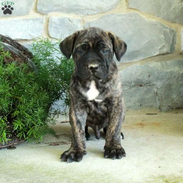 Vince, Cane Corso Puppy