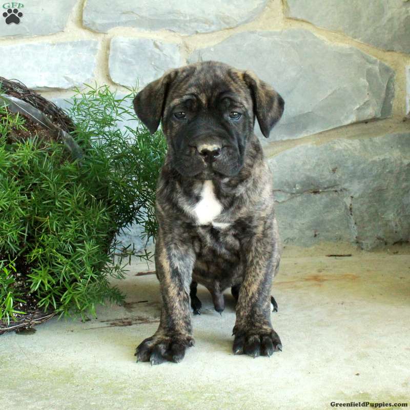 Vince (Cane Corso, Male) in Oxford, PA