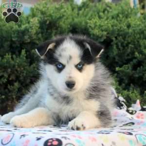 Vince, Pomsky Puppy