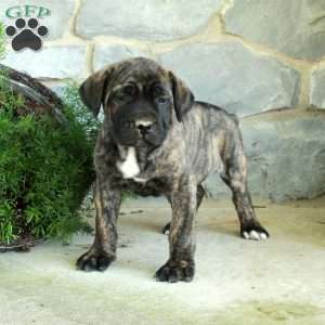 Vince, Cane Corso Puppy