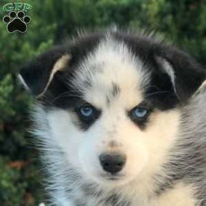Vince, Pomsky Puppy