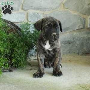 Vince, Cane Corso Puppy