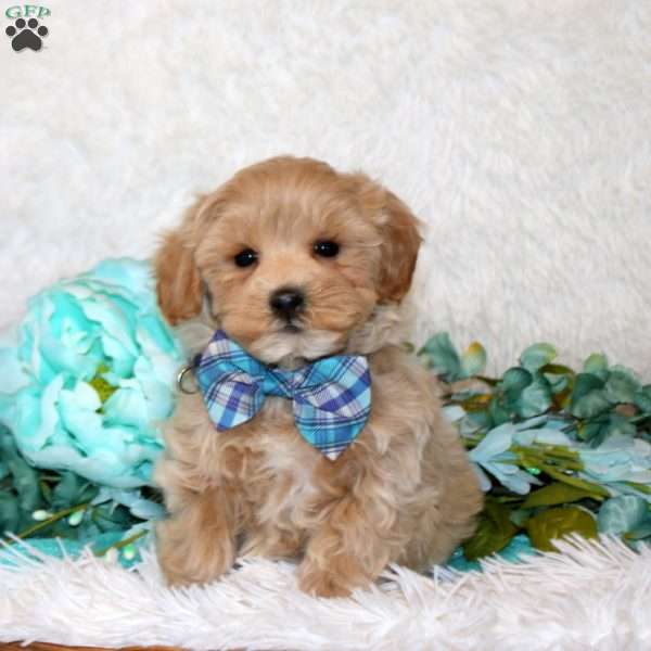 Vincent, Maltipoo Puppy