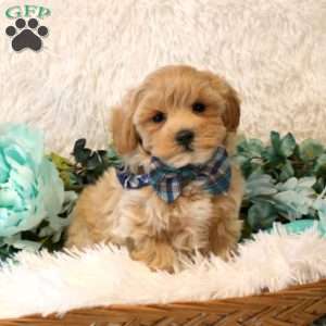 Vincent, Maltipoo Puppy