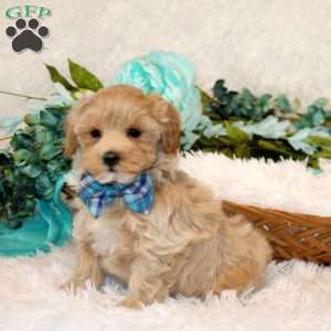 Vincent, Maltipoo Puppy