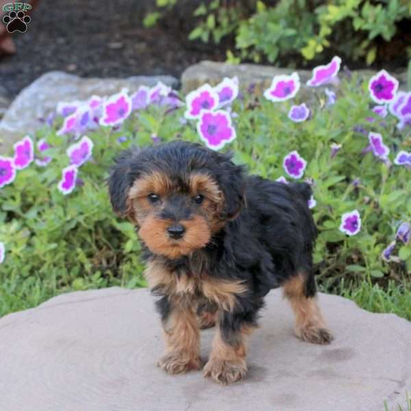Vinnie, Yorkie Poo Puppy