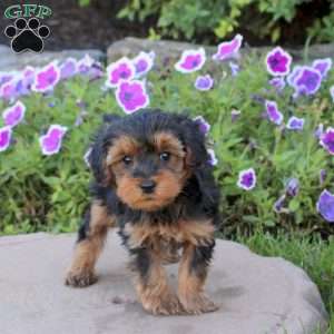 Vinnie, Yorkie Poo Puppy