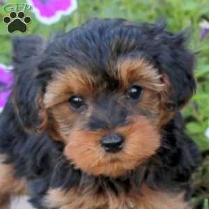 Vinnie, Yorkie Poo Puppy