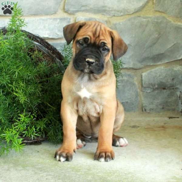 Violet, Cane Corso Puppy