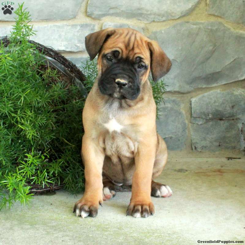 Violet (Cane Corso, Female) in Oxford, PA