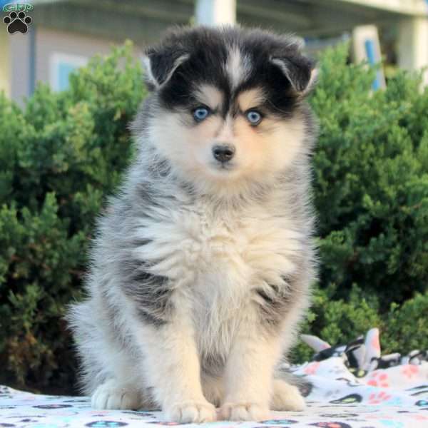 Violet, Pomsky Puppy