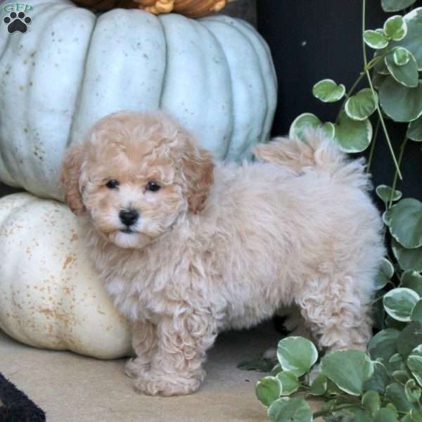 Violet, Bich-Poo Puppy