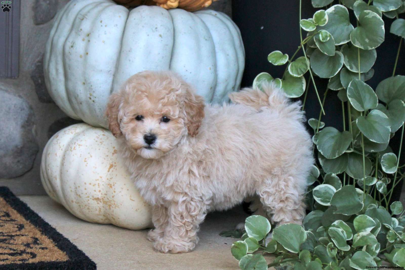 Violet (Bich-Poo, Female) in Ephrata, PA