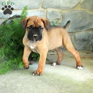 Violet, Cane Corso Puppy