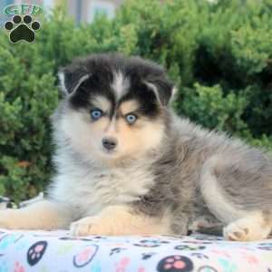 Violet, Pomsky Puppy
