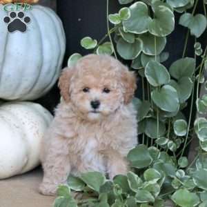 Violet, Bich-Poo Puppy