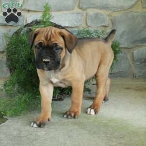 Violet, Cane Corso Puppy