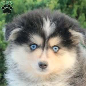 Violet, Pomsky Puppy