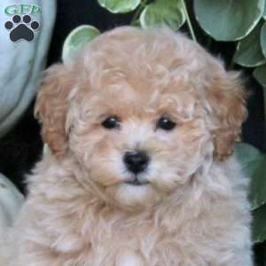Violet, Bich-Poo Puppy