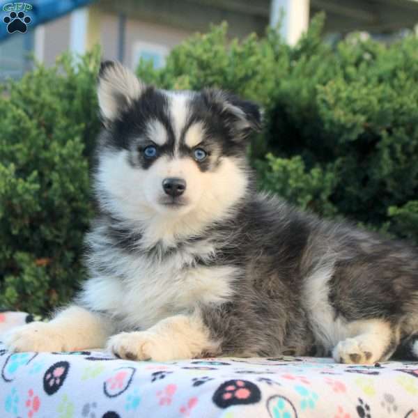 Virgil, Pomsky Puppy