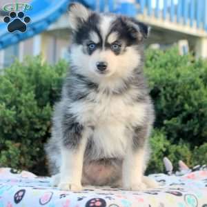Virgil, Pomsky Puppy
