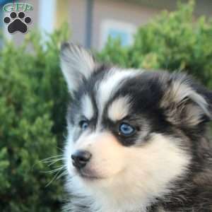 Virgil, Pomsky Puppy