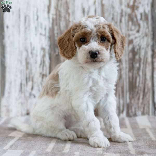 Vivian, Mini Labradoodle Puppy