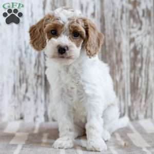 Vivian, Mini Labradoodle Puppy