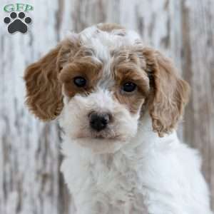 Vivian, Mini Labradoodle Puppy