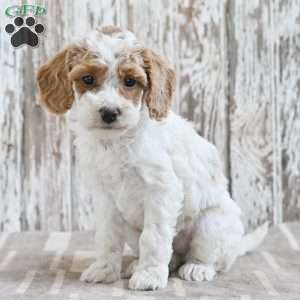 Vivian, Mini Labradoodle Puppy