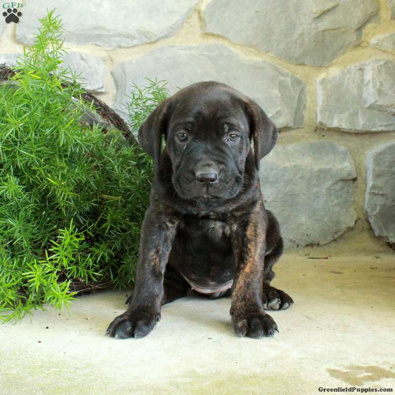 Vivienne (Cane Corso, Female) in Oxford, PA
