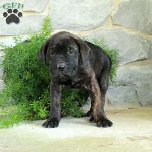 Vivienne, Cane Corso Puppy